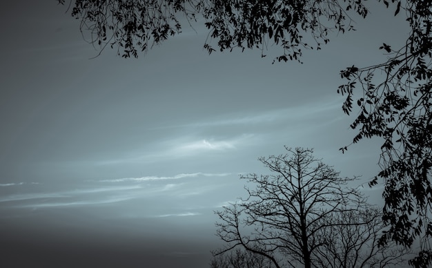 死と平和のための暗い劇的な空と白い雲の背景にシルエット枯れ木 ハロウィーンの日の背景 絶望と絶望的なコンセプト 自然の悲しみ 死と悲しい感情の背景 プレミアム写真
