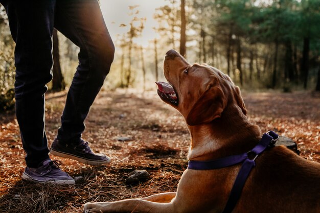 口を開けて 森に座って 日差しの中で日没で彼の所有者を見上げてラブラドール犬のシルエット ハンター犬のコンセプト プレミアム写真