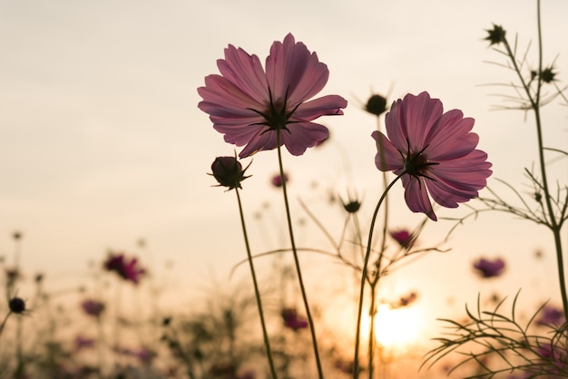 庭のシルエットピンクのコスモスの花 無料の写真