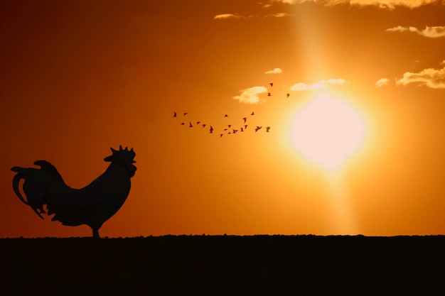 Premium Photo | Silhouette of rooster crowing stand on field in the ...