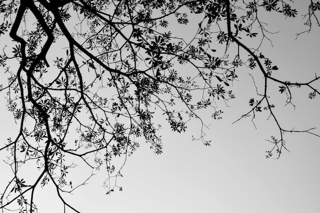 Premium Photo Silhouette Tree Branches And Leaves In Nature