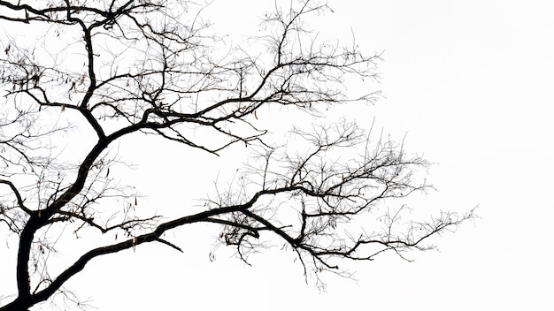 Premium Photo Silhouette Of A Tree With Bare Branches Isolated