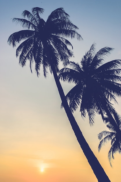 Silhouettes of palm trees at sunset Photo | Free Download