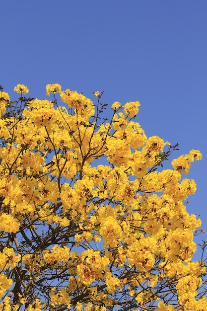 Premium Photo | Silver trumpet tree is blooming beautifully.