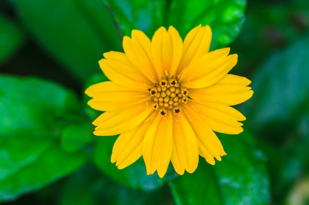 Premium Photo | Singapore daisy in the the garden