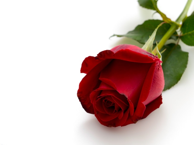 beautiful single red rose image download