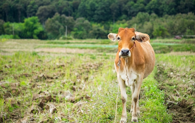 Premium Photo | A single brown cow standing on the green field with ...