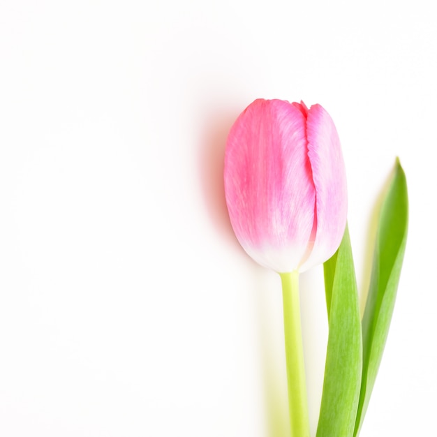 白地にピンクの一輪の花のチューリップ プレミアム写真