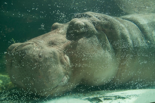 Premium Photo | Single hippopotamus close eyes for sleeping under water