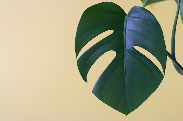 Premium Photo Single Leaf Of Monstera Plant On Yellow Background