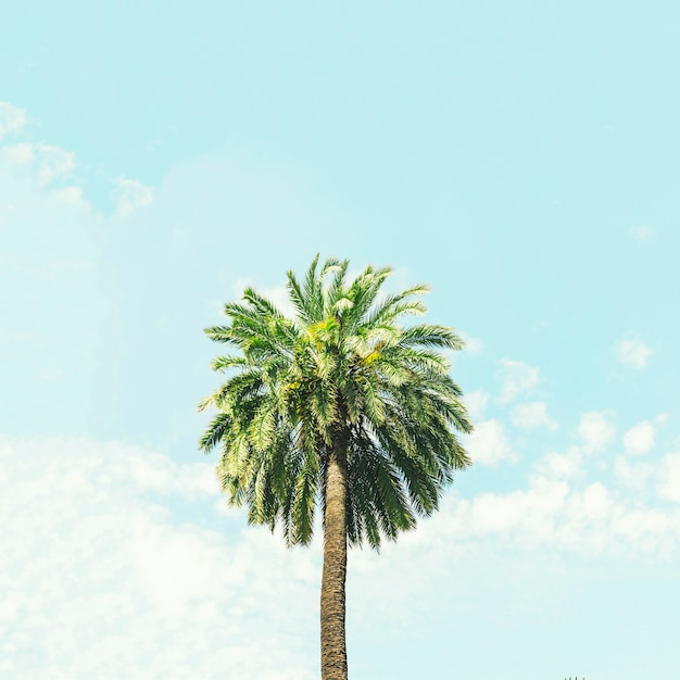 Single palm tree against blue sky Photo | Free Download