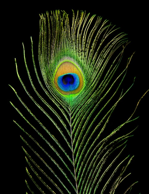 Premium Photo Single Peacock Eye 8269