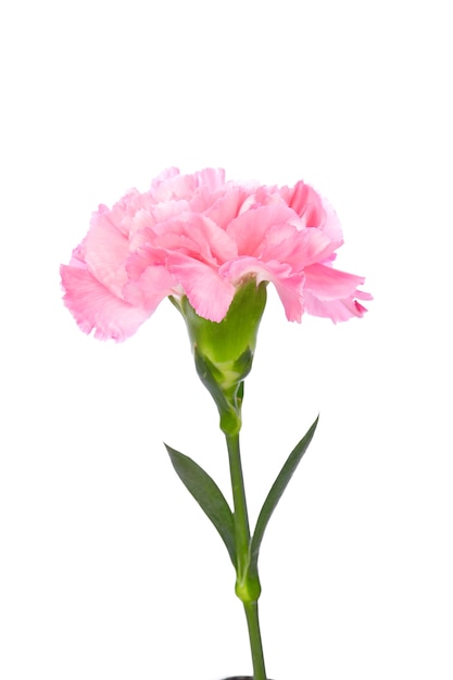 Premium Photo | Single pink carnation