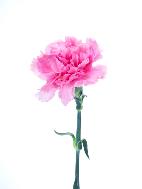 Premium Photo Single Pink Carnations Flower On White