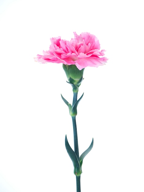 Premium Photo | Single pink carnations flower on white