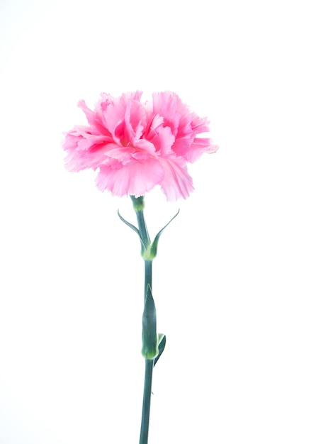 Premium Photo | Single pink carnations flower on white