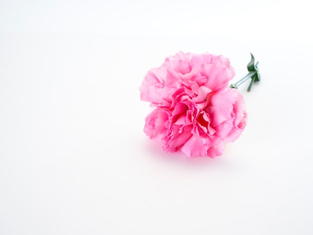 Single Pink Carnations Flower On White Premium Photo