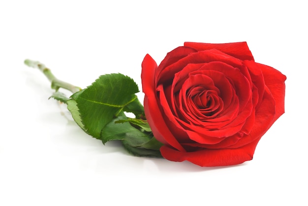 Premium Photo | Single red rose, isolated on white