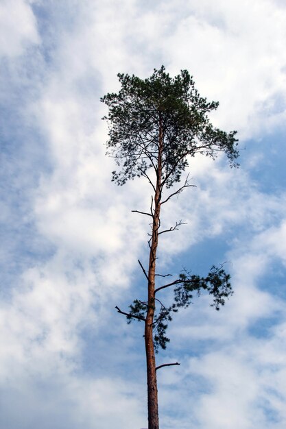 the mount view single tree