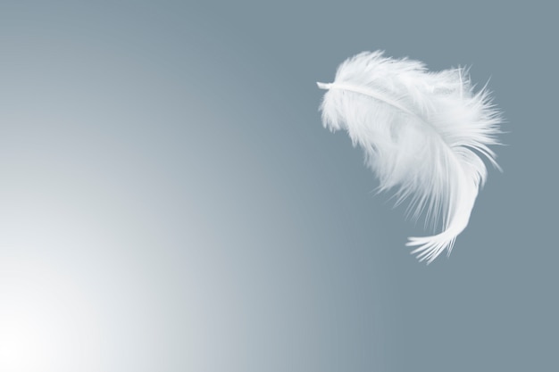 Single white bird feather float in the air. Premium Photo