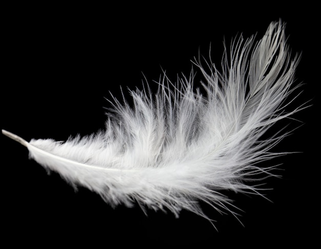 Premium Photo | Single white feather isolated on black background.