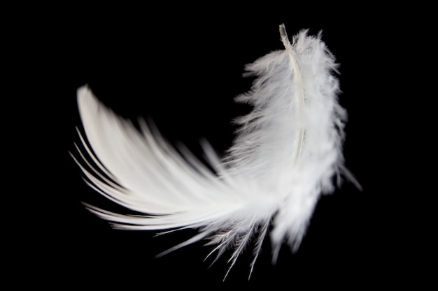 Premium Photo | Single white feather isolated on black background.