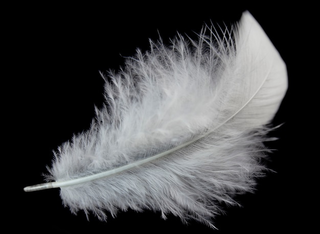 Premium Photo | Single white feather isolated on black background.