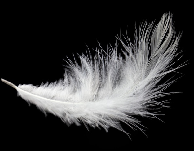 黒の背景に分離された単一の白い羽 プレミアム写真