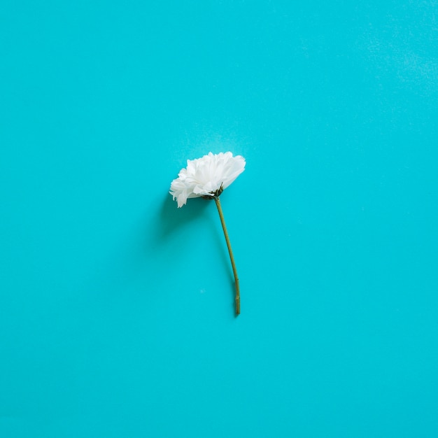 Free Photo | Single white flower