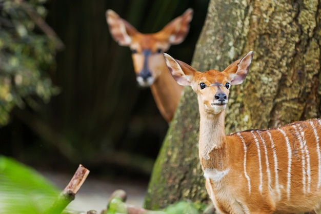 Premium Photo | Sitatunga Or Marshbuck (tragelaphus Spekii) Is A Swamp ...