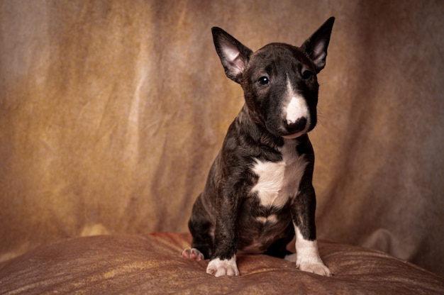 black bull terrier puppy