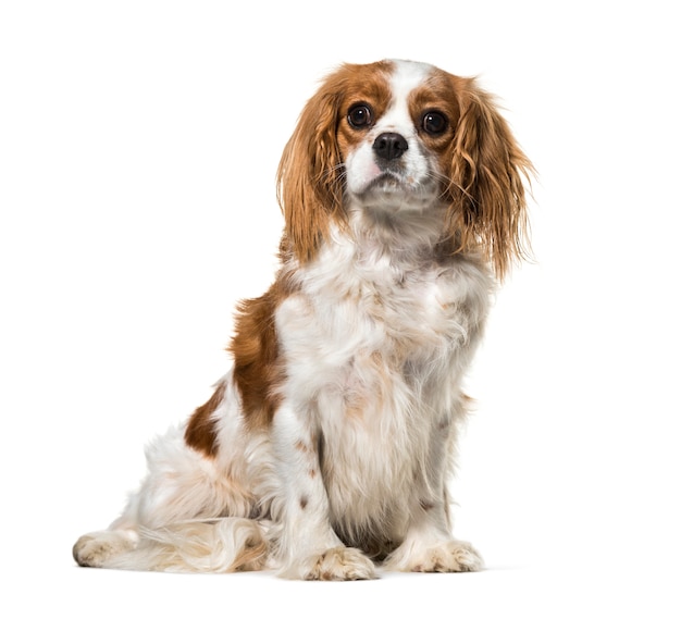 Premium Photo | Sitting cavalier king charles, isolated