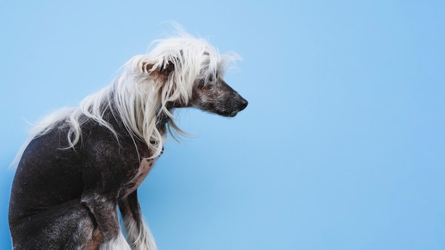 Sitting Chinese Crested Dog With White Hairstyle Photo
