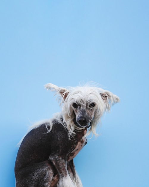 Sitting Chinese Crested Dog With White Long Hair And Copy Space