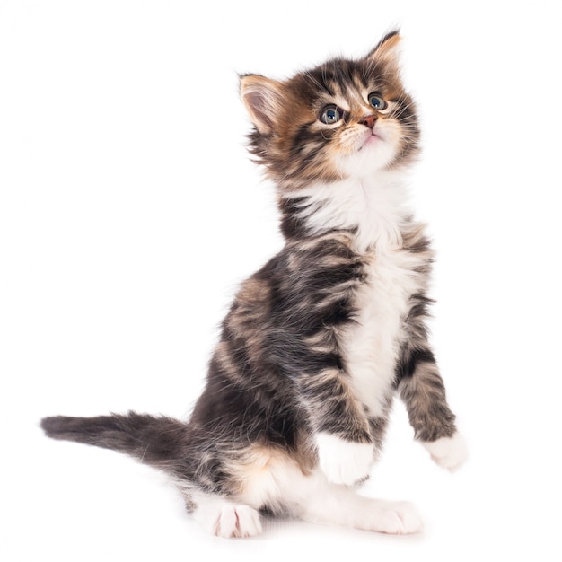 Premium Photo | Sitting kitten looking up. white background.