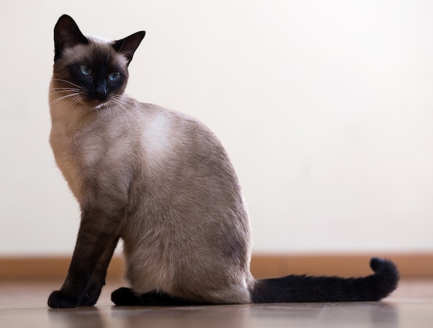 Premium Photo | Sitting young siamese cat