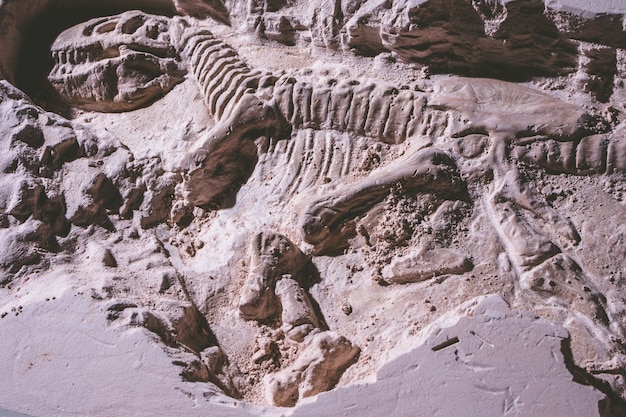 dinosaur skeleton in ground