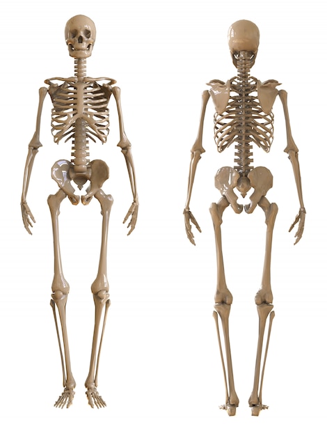 Premium Photo | Skeleton front and rear view