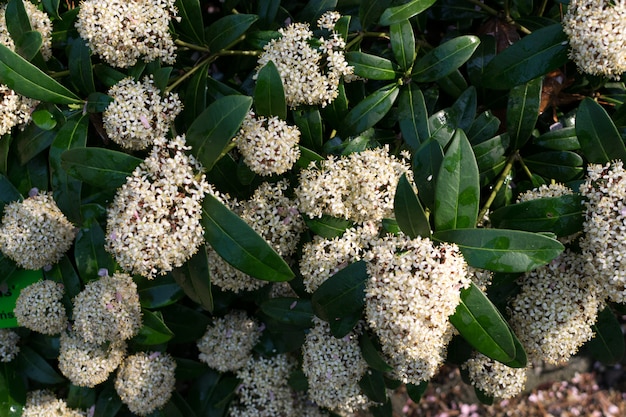 スキミアジャポニカ花または日本のスキミア開花植物 プレミアム写真