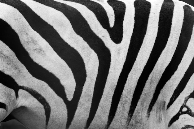 Free Photo | Skin of a zebra