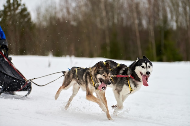 そりで犬そり旅行者を引っ張るそり犬 プレミアム写真