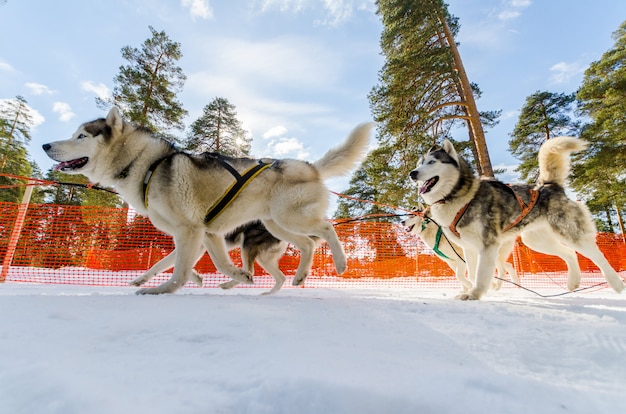 プレミアム写真 そり犬レース競争 ハーネスのシベリアンハスキー犬