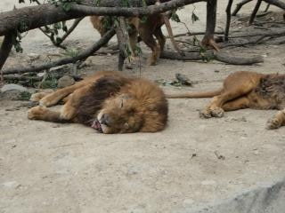 the battle cats wiki sleeping lion