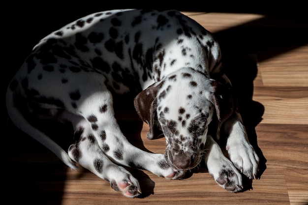 床のダルメシアンの子犬で寝ています 白茶色の犬のレースのかわいい若い肖像画 素敵なペット 日光の下でリラックスしたダルメシアン 動物は2ヶ月の年齢です プレミアム写真