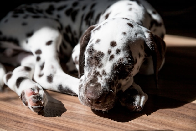 床のダルメシアンの子犬で寝ています 白茶色の犬のレースのかわいい若い肖像画 素敵なペット 日光の下でリラックスした犬種ダルメシアン 動物は2ヶ月の年齢です プレミアム写真