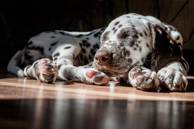 床のダルメシアンの子犬で寝ています 白茶色の犬のレースのかわいい若い肖像画 素敵なペット 日光の下でリラックスした犬種ダルメシアンを表示します 動物は2ヶ月の年齢です プレミアム写真