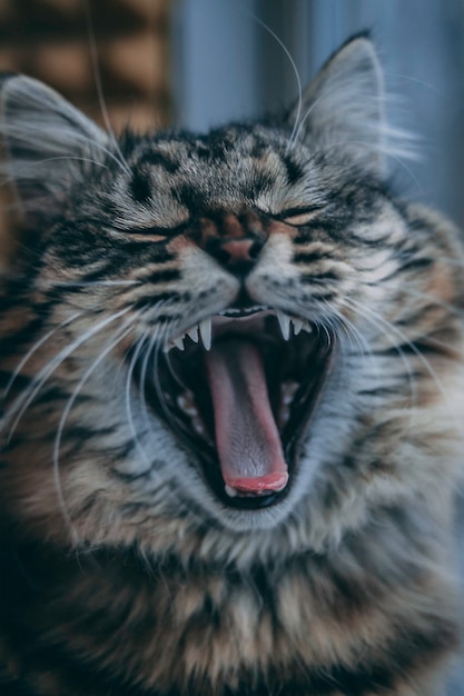 Premium Photo Sleepy Grey Kitty Cat Yawning