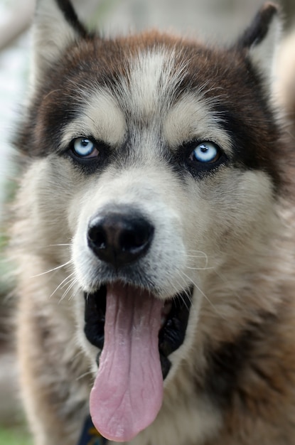 大きく開いた口と長い舌で眠そうなハスキー犬面白いあくび プレミアム写真