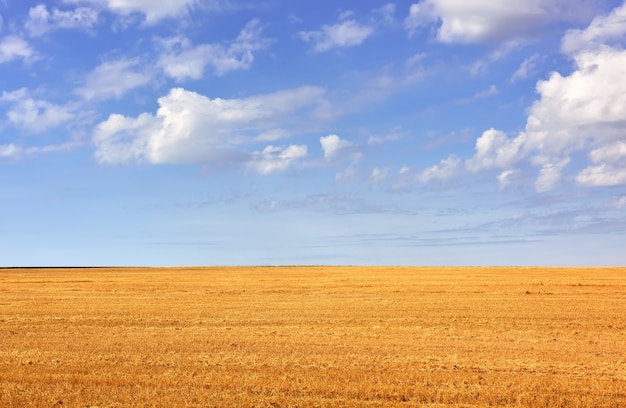 Premium Photo | Sloping rows of grain crops to the horizon, white ...