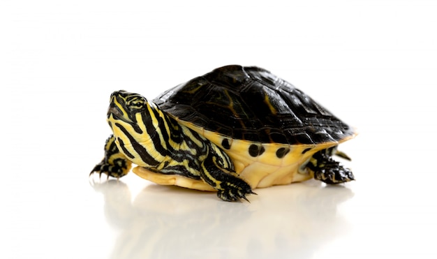 Premium Photo | Slow pet. a turtle looking up isolated on a white ...